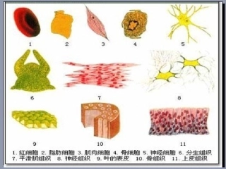 细胞的多样性和统一性