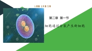 细胞分裂的基本过程