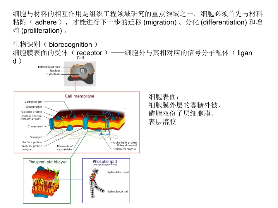 细胞是如何粘附在材料表面的_第2页