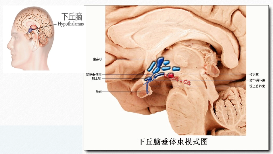 下丘脑的生理功能图片集合_第1页