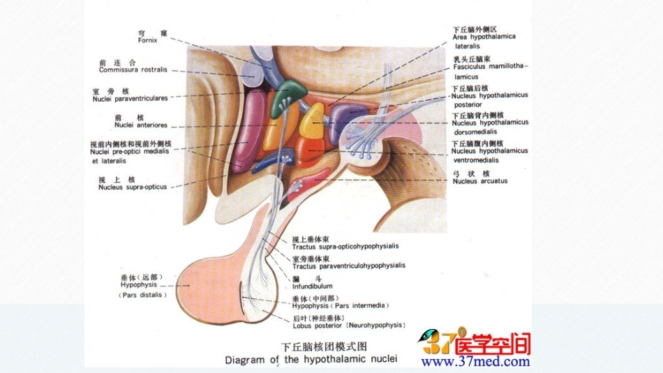 下丘脑的生理功能图片集合_第2页