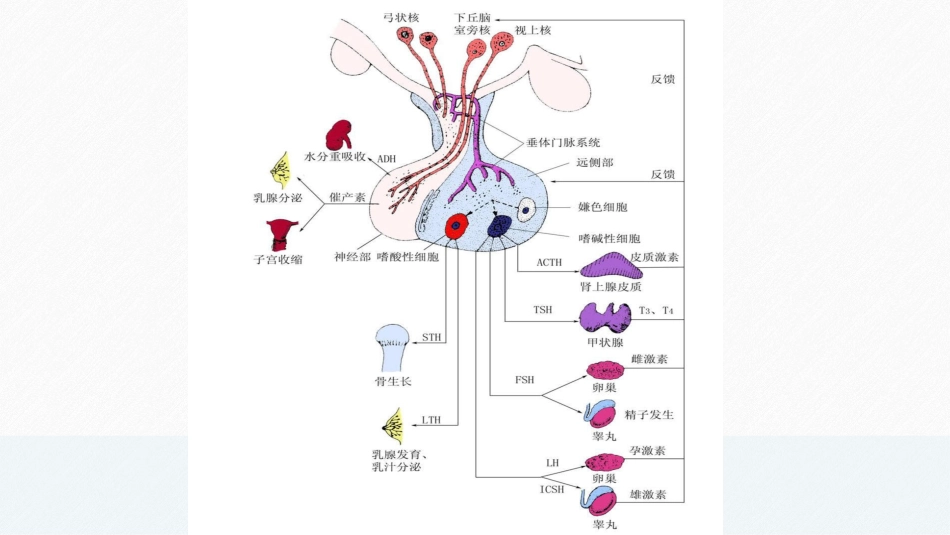 下丘脑的生理功能图片集合_第3页