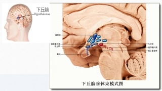 下丘脑的生理功能图片集合