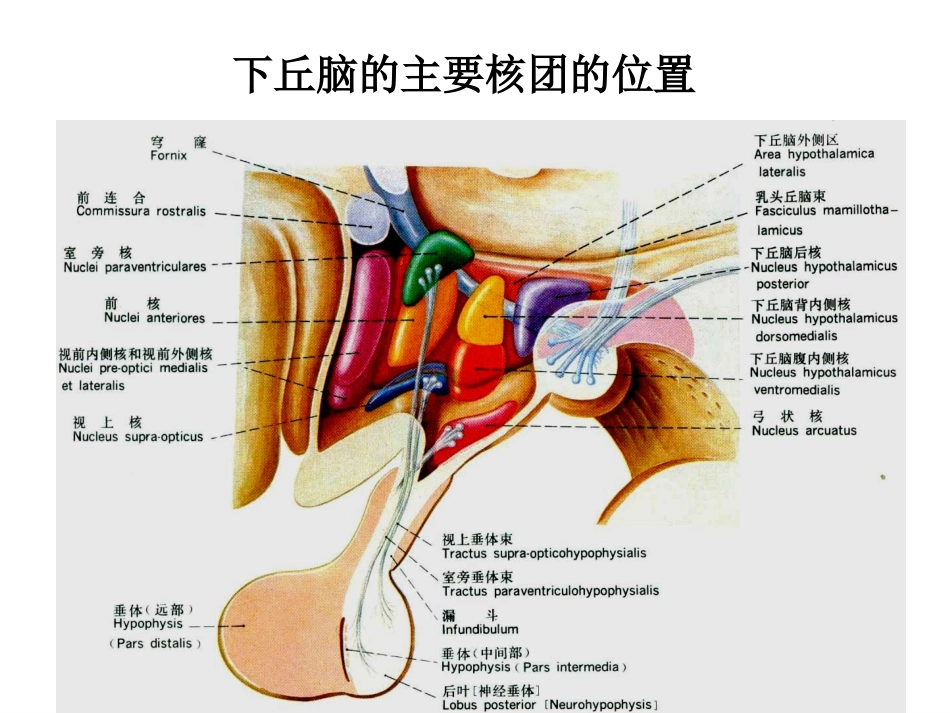 下丘脑功能讲述_第2页
