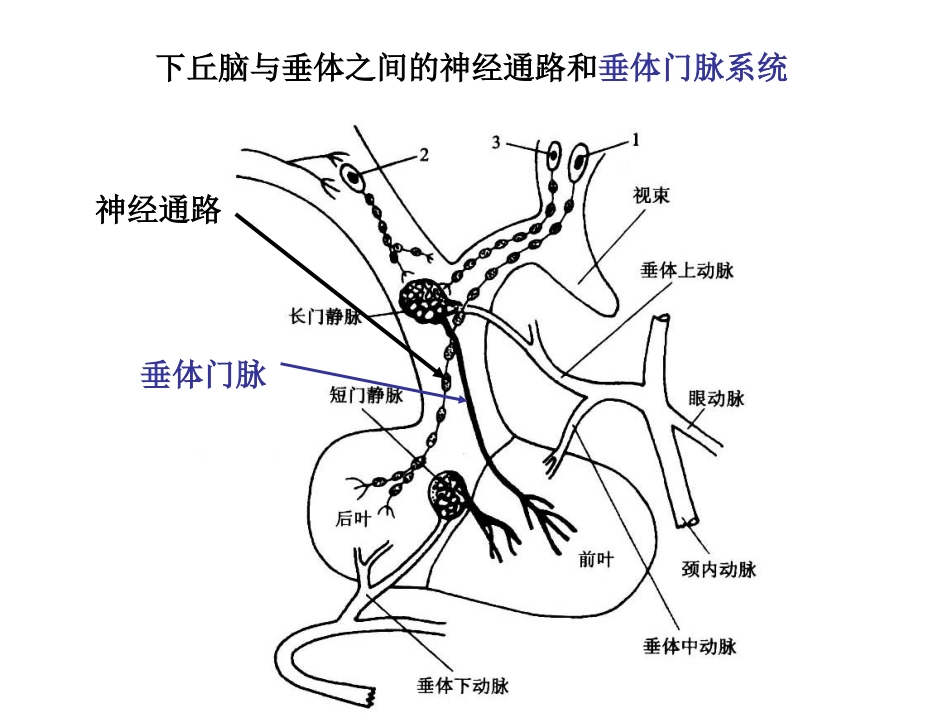 下丘脑功能讲述_第3页