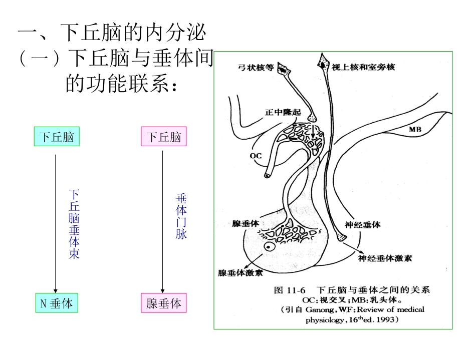 下丘脑和垂体内分泌的关系概述_第1页