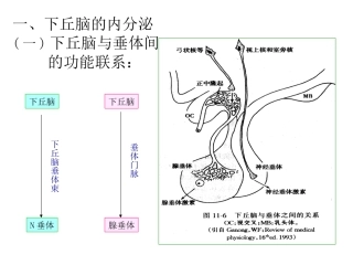 下丘脑和垂体内分泌的关系概述