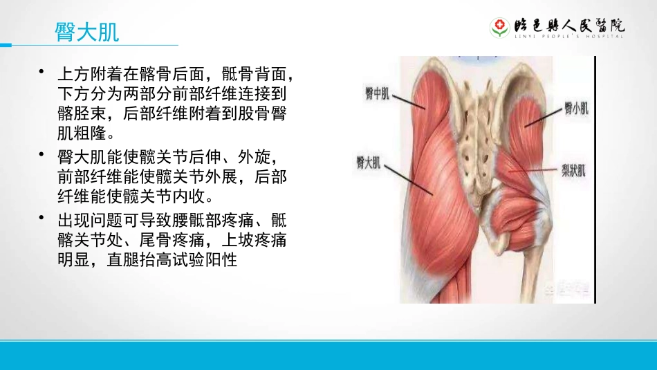 下肢肌群功能解剖学_第2页