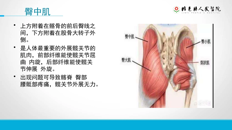 下肢肌群功能解剖学_第3页