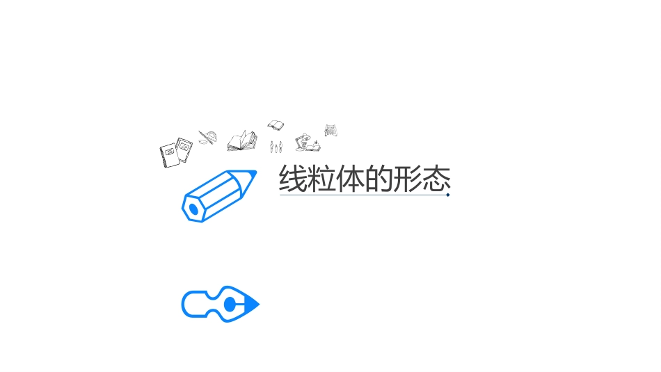 线粒体的概述_第3页