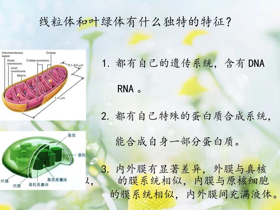 线粒体与叶绿体的来源_第2页