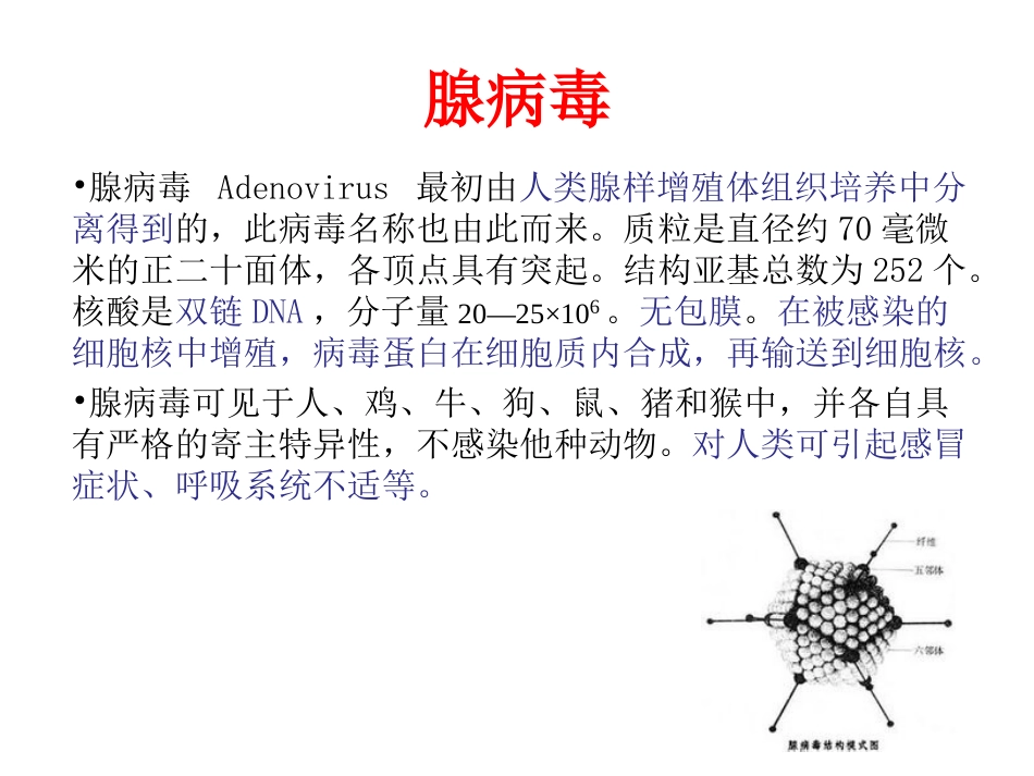 腺病毒载体构建分析_第2页