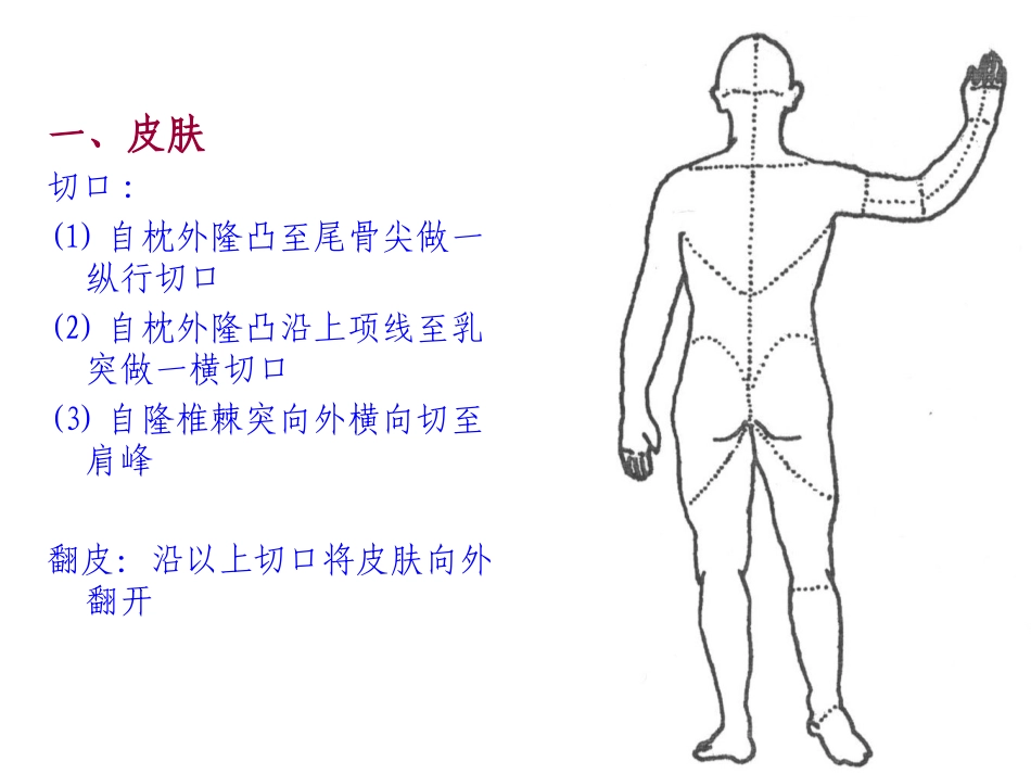 项背部肩胛区解剖汇总_第2页