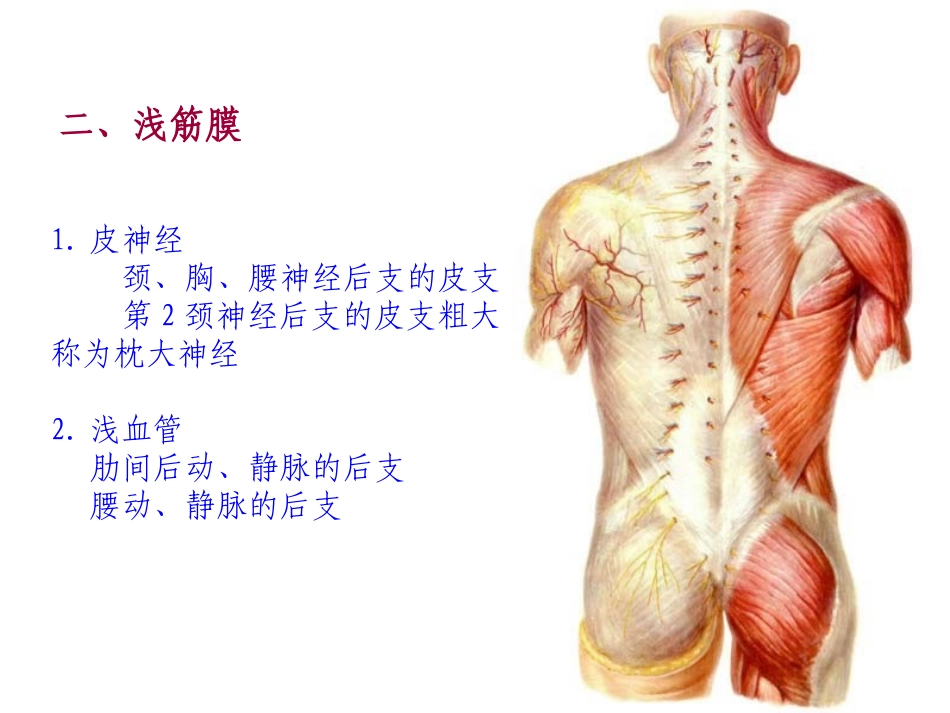 项背部肩胛区解剖汇总_第3页