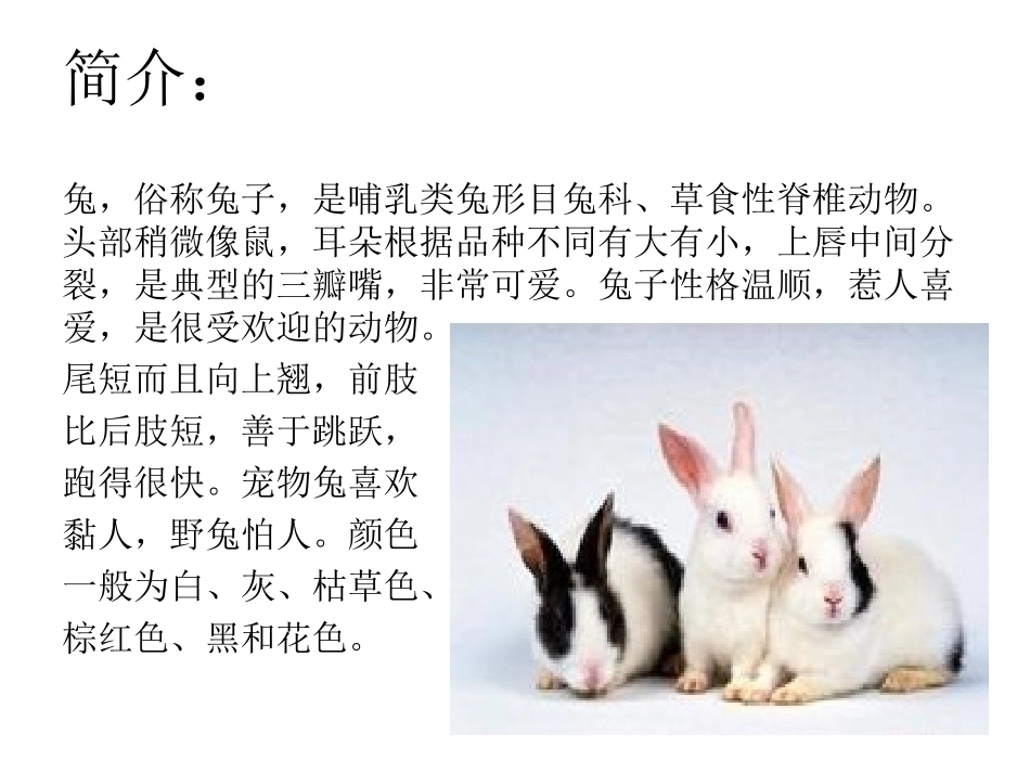 小白兔的研究报告_第2页