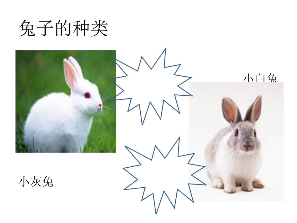 小白兔的研究报告_第3页