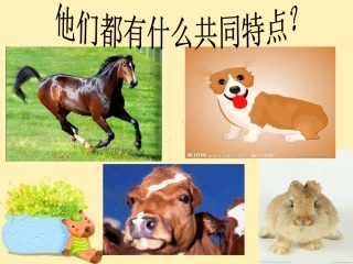 小公鸡借耳朵课件
