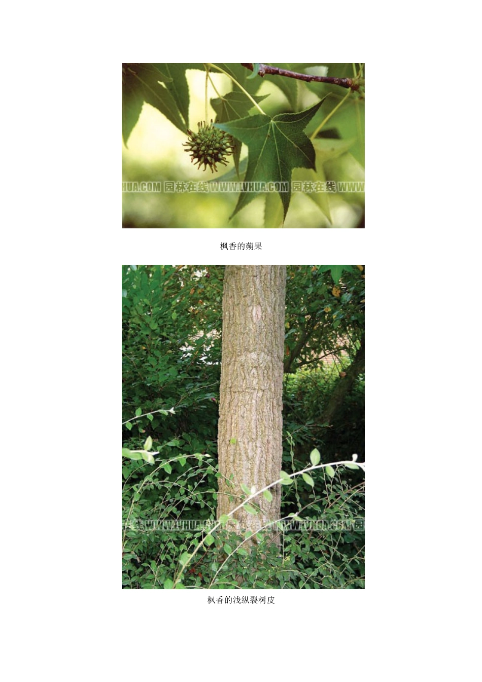 几种常见枫树的区别_第2页
