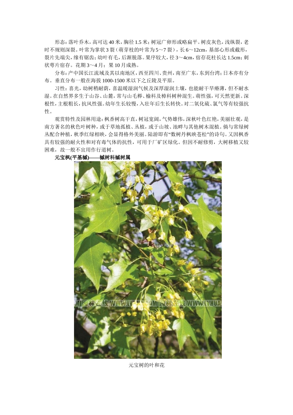 几种常见枫树的区别_第3页