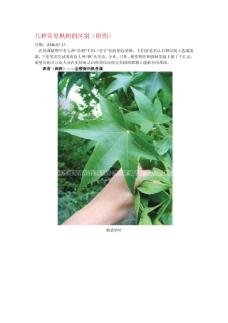 几种常见枫树的区别
