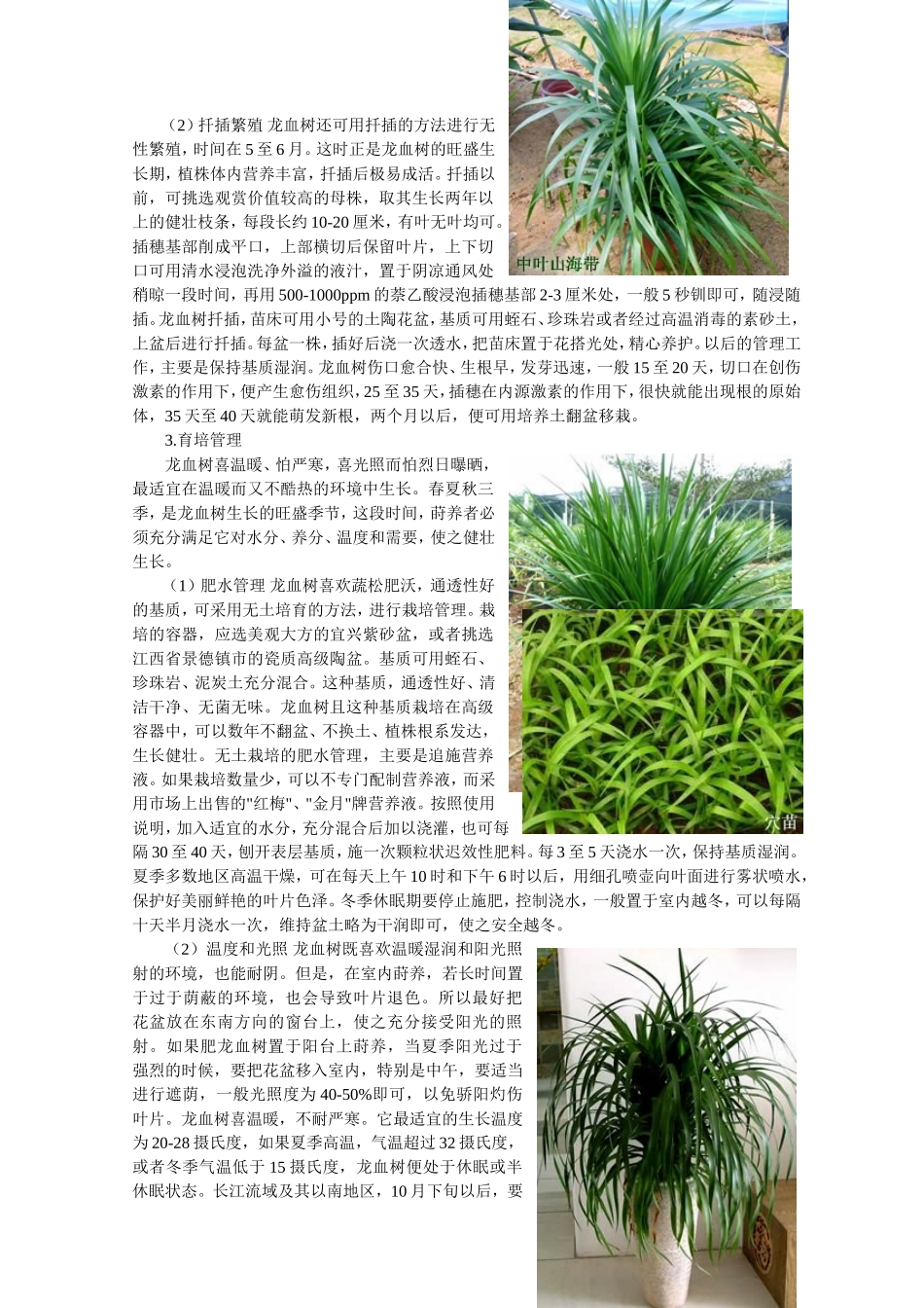 几种常见龙血树品种栽培要点_第2页