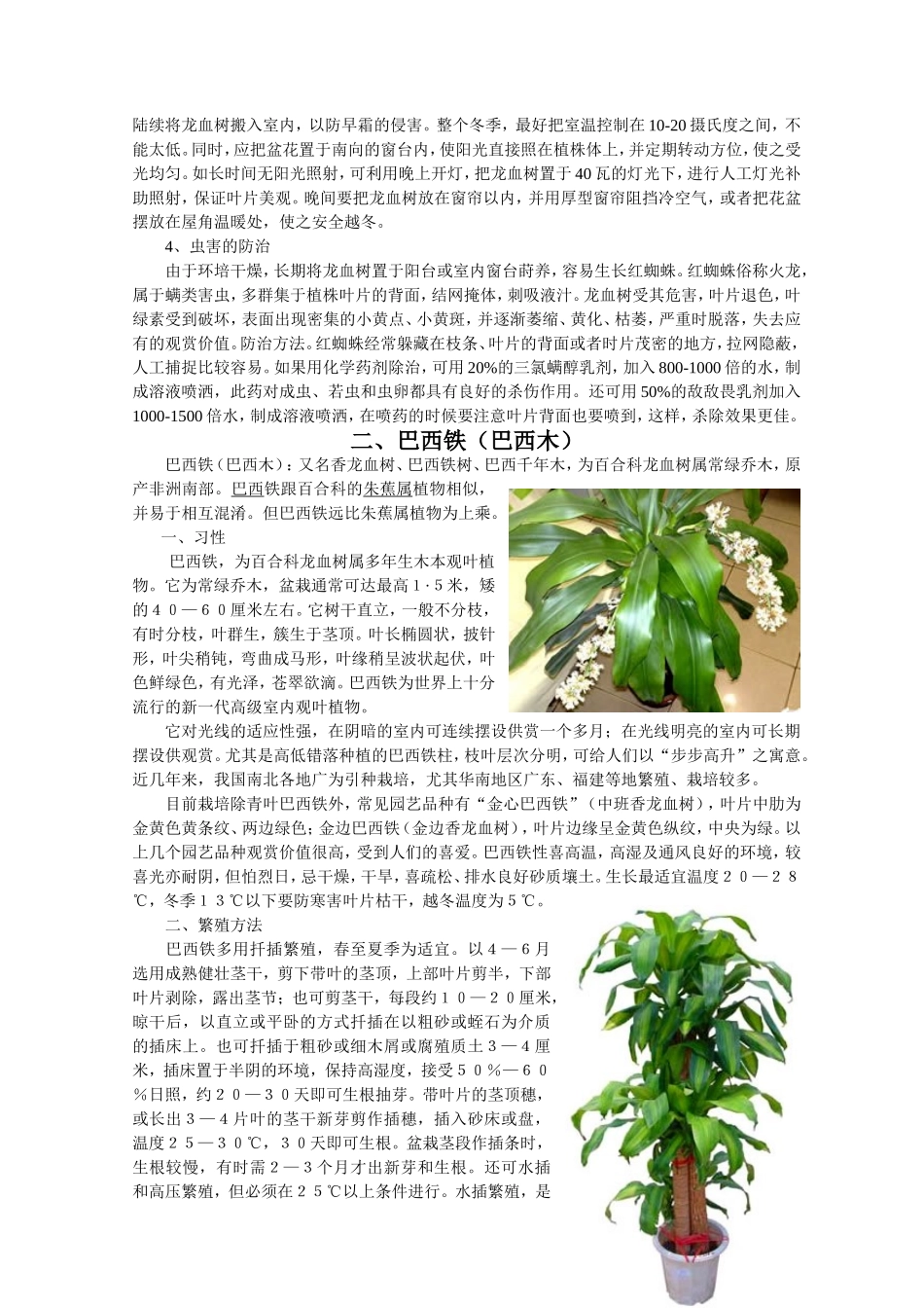 几种常见龙血树品种栽培要点_第3页