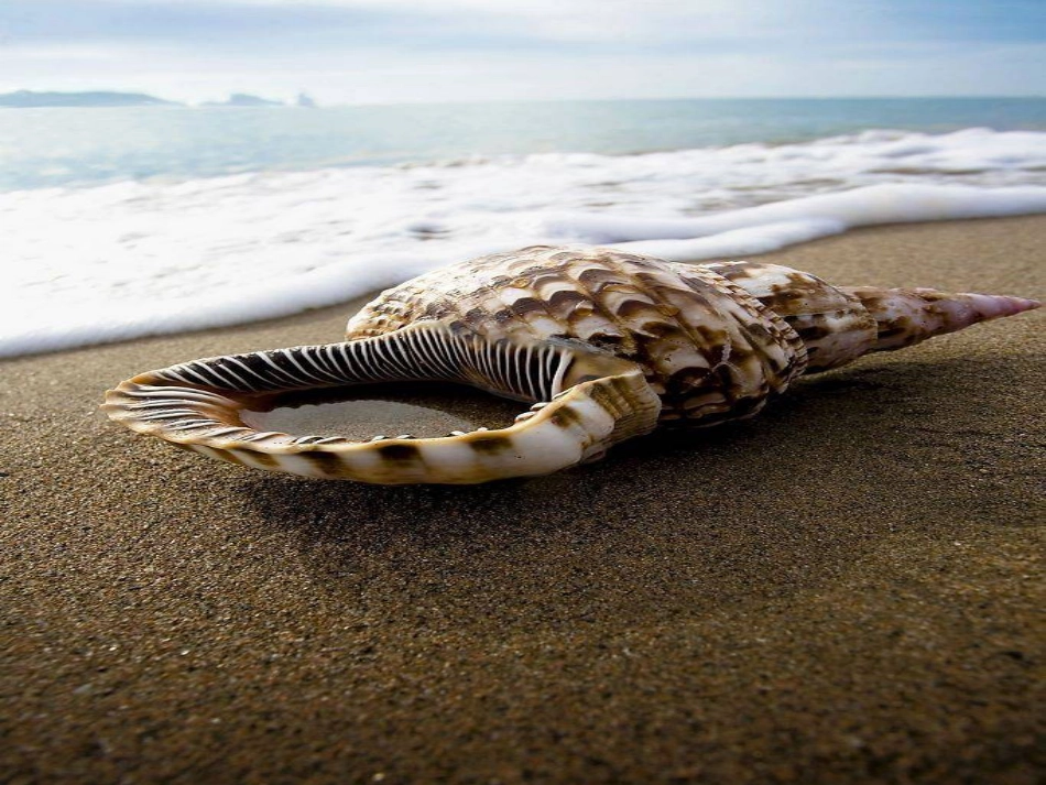 小螺号课件(3)_第3页