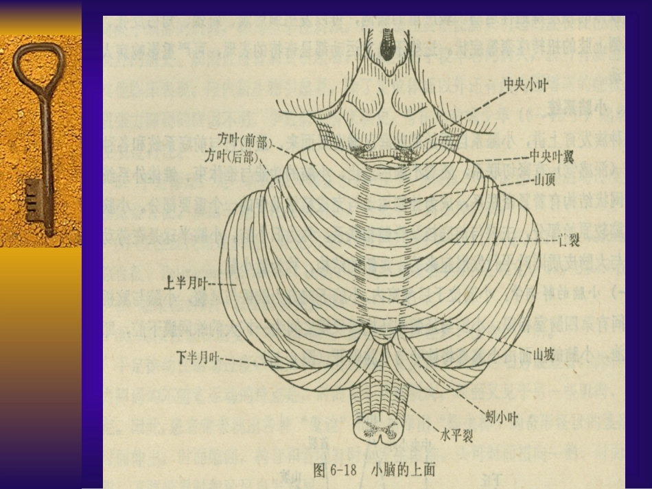 小脑病变的诊疗_第2页