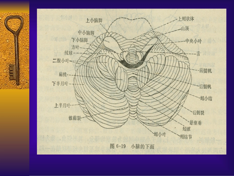 小脑病变的诊疗_第3页