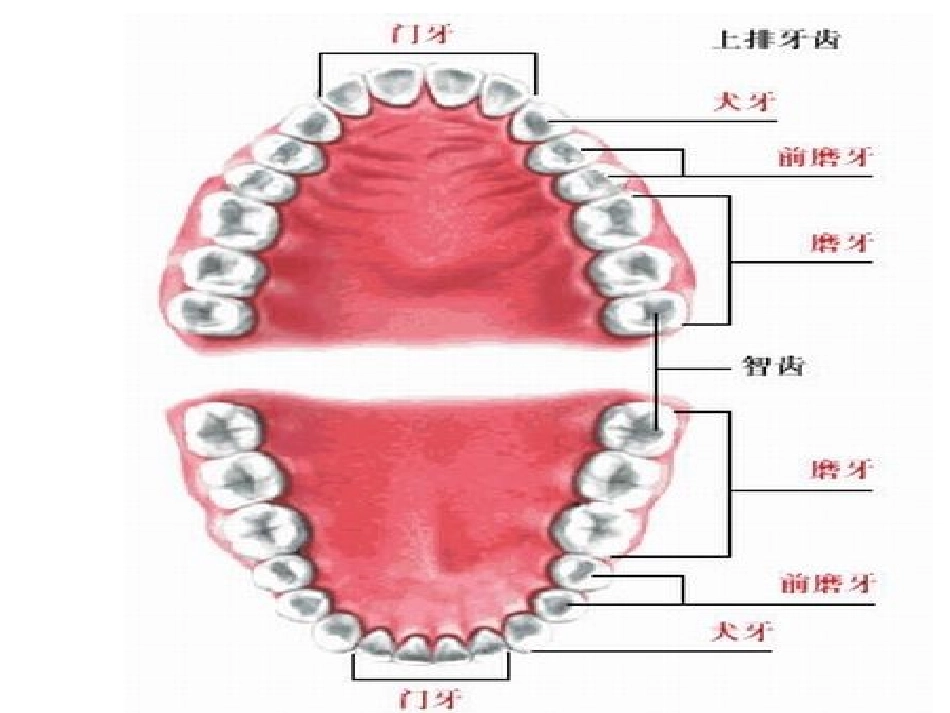 小熊刷牙课件_第2页