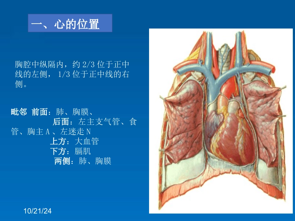 心的位置形态结构_第2页