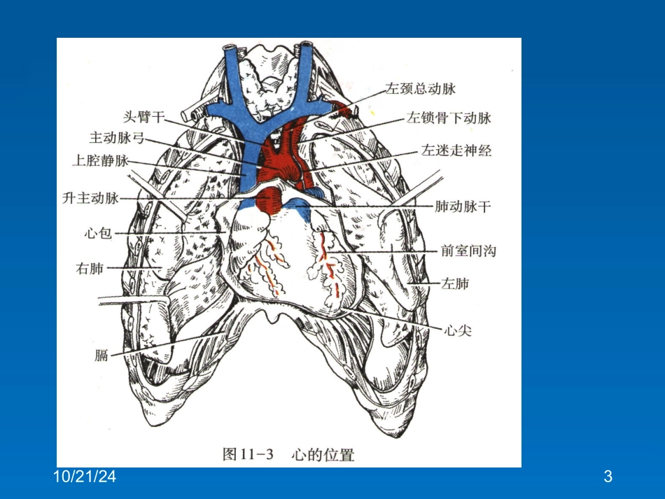 心的位置形态结构_第3页
