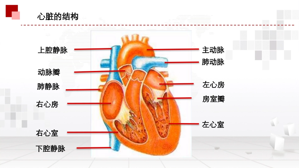 心脏及血液循环记忆口诀_第2页