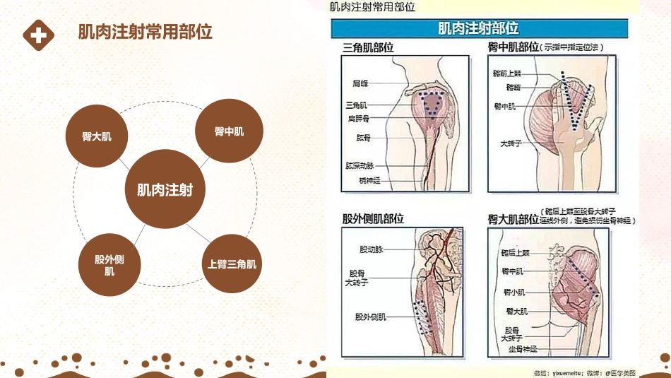 新生儿股外侧肌肉注射_第3页
