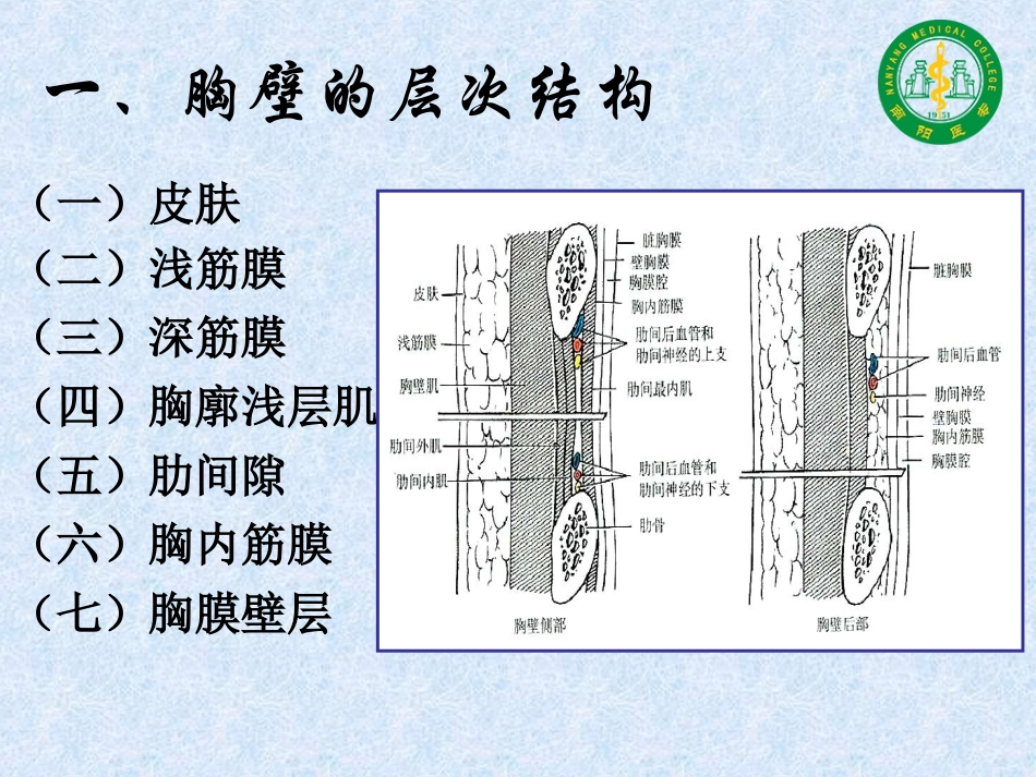胸壁的层次汇总_第2页