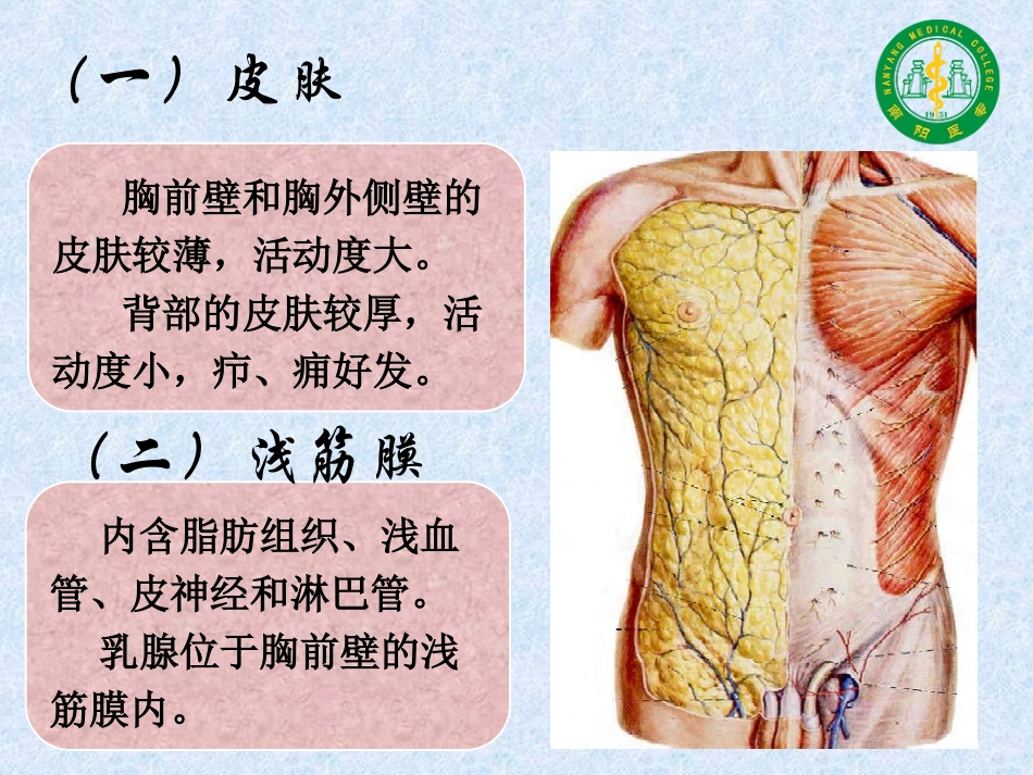 胸壁的层次汇总_第3页