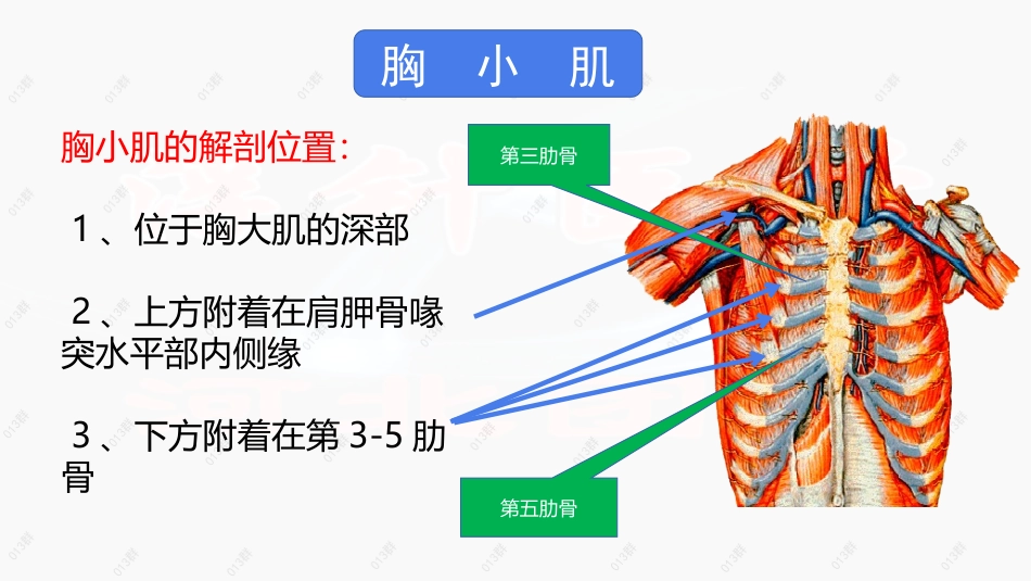 胸小肌吴延宏_第1页