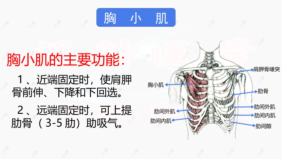 胸小肌吴延宏_第2页
