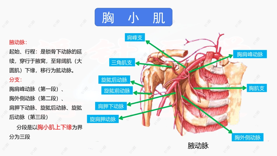胸小肌吴延宏_第3页