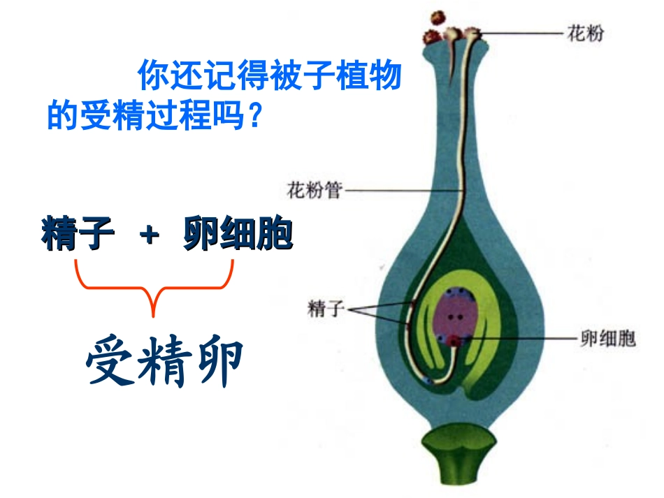 修改人的生殖过程最新_第1页