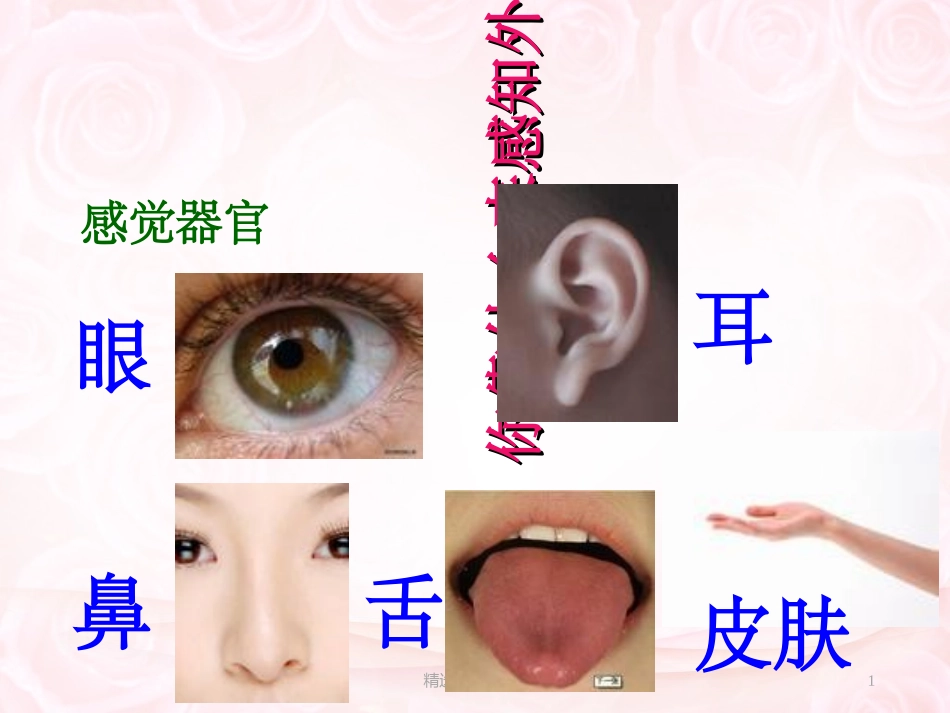 嗅觉味觉触觉_第1页