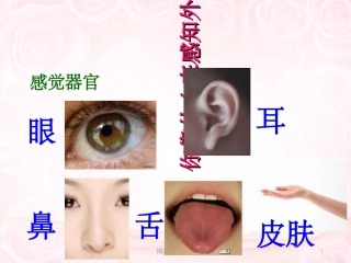 嗅觉味觉触觉