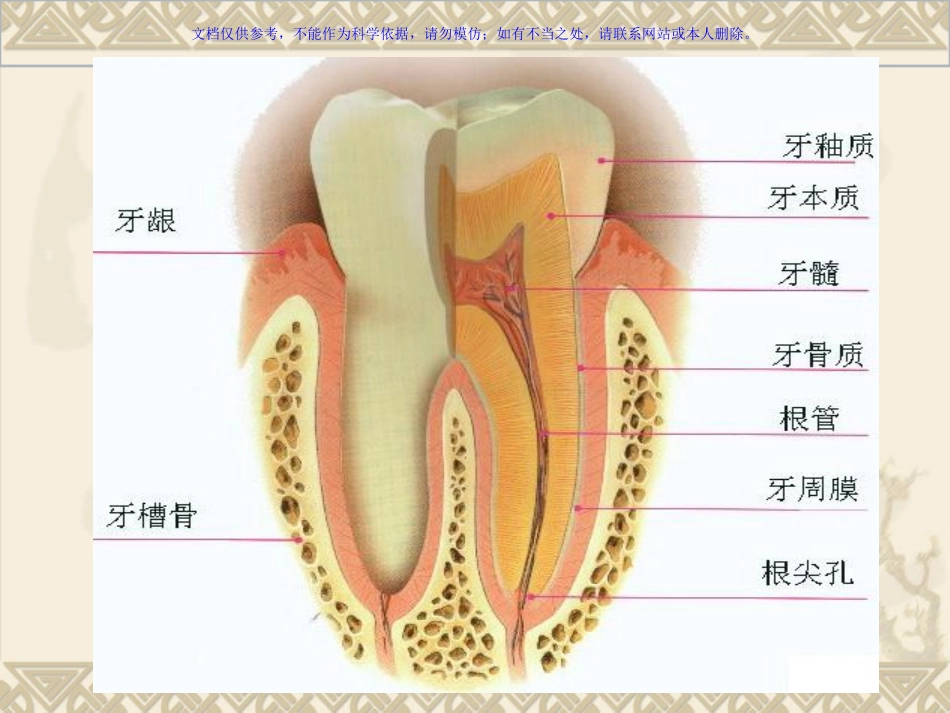 牙科基础知识培训课件_第2页