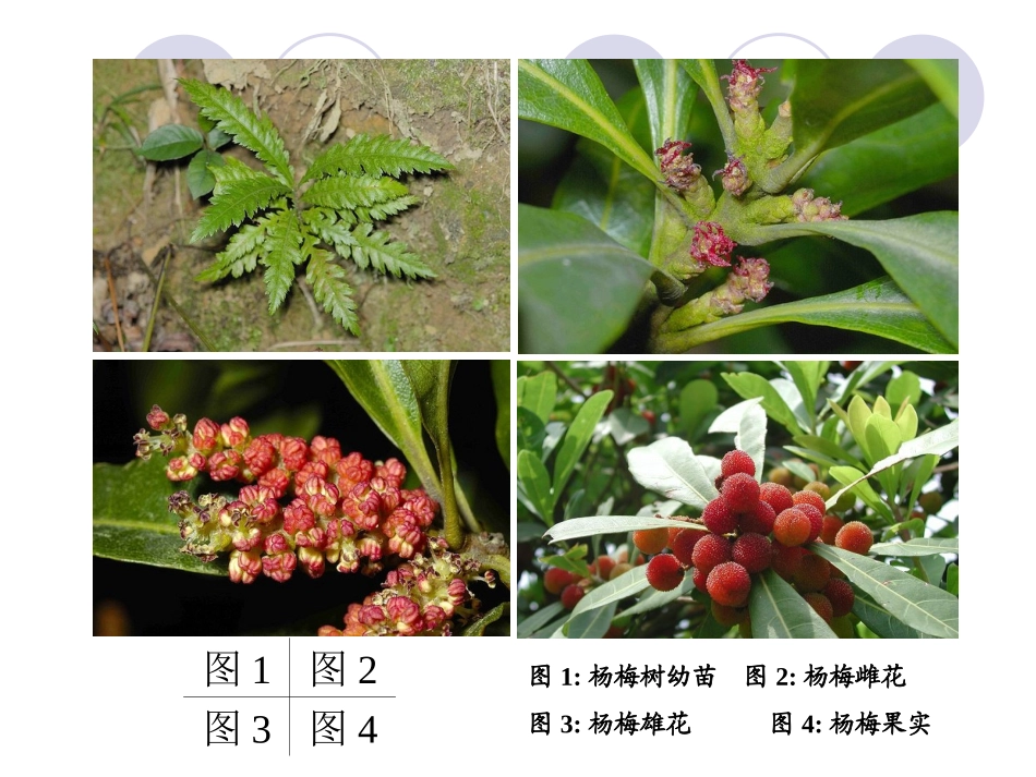 杨梅常见病虫害一览表_第3页