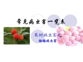 杨梅常见病虫害一览表