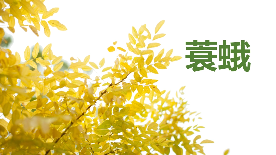 药用植物病虫害学蓑蛾简介_第1页