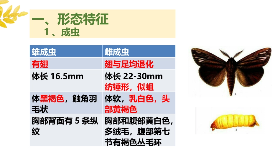药用植物病虫害学蓑蛾简介_第3页