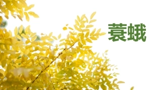 药用植物病虫害学蓑蛾简介