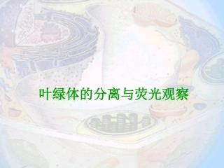 叶绿体的密度梯度离心分离与荧光观察解析