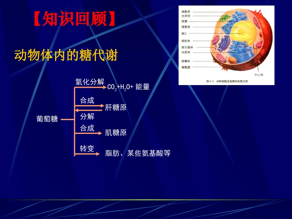 胰岛素分泌增加胰高血糖素_第3页